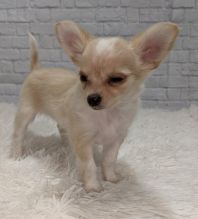 Chihuahua puppies, male and female for adoption