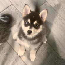 Fine siberian hunsky puppies for adoption.