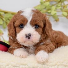 Free adoption of cute cavapoo puppies