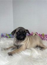 Lovely Pug puppies Ready to meet New Homes