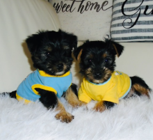 Male and female Morkie puppies