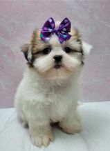 SHIH TZU PUPPIES READY FOR NEW HOMES