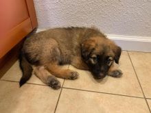 smart and available German shepherd puppies for adoption.