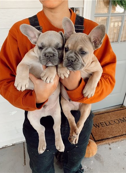 Cute lovely Male and Female French Bulldog Puppies for adoption Image eClassifieds4u