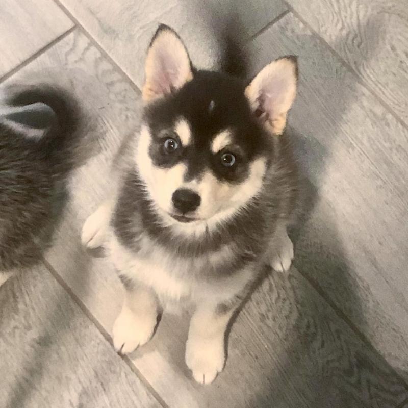 Fine siberian hunsky puppies for adoption. Image eClassifieds4u
