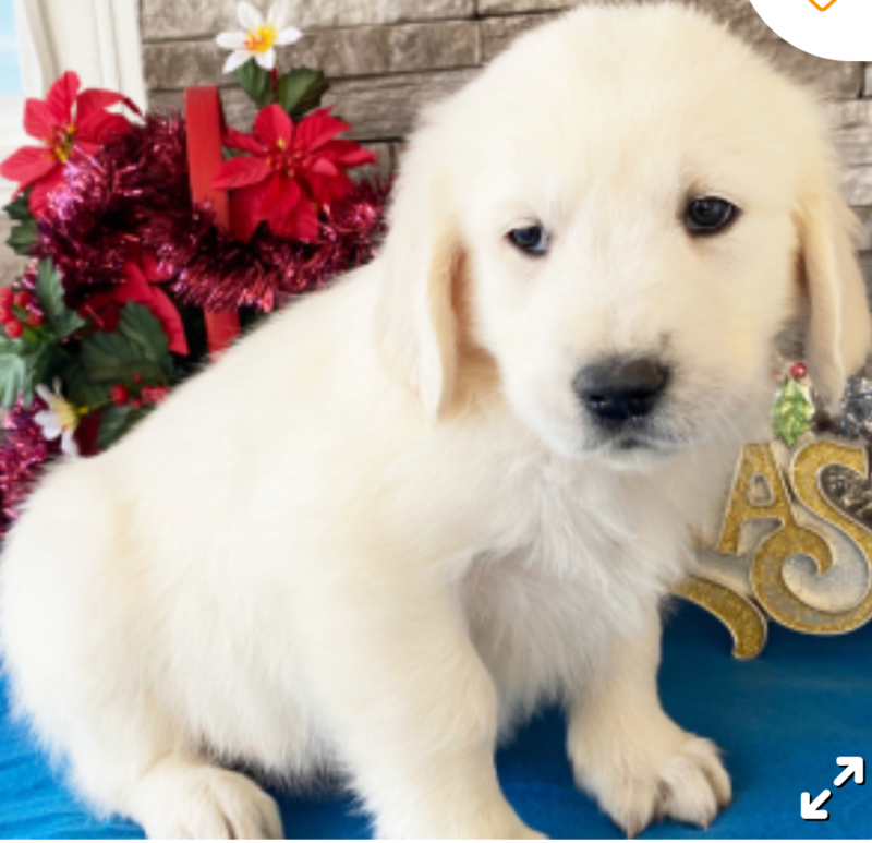 Gorgeous Golden Retriever puppies Image eClassifieds4u