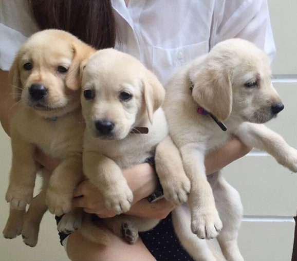 Home raised Labrador puppies available Image eClassifieds4u