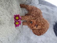 Male and female toy poodle puppies contact us at jl245289@gmail.com Image eClassifieds4U