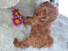 Male and female toy poodle puppies contact us at jl245289@gmail.com Image eClassifieds4U