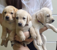 Home raised Labrador puppies available Image eClassifieds4u 2