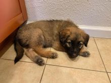 smart and available German shepherd puppies for adoption. Image eClassifieds4u 1