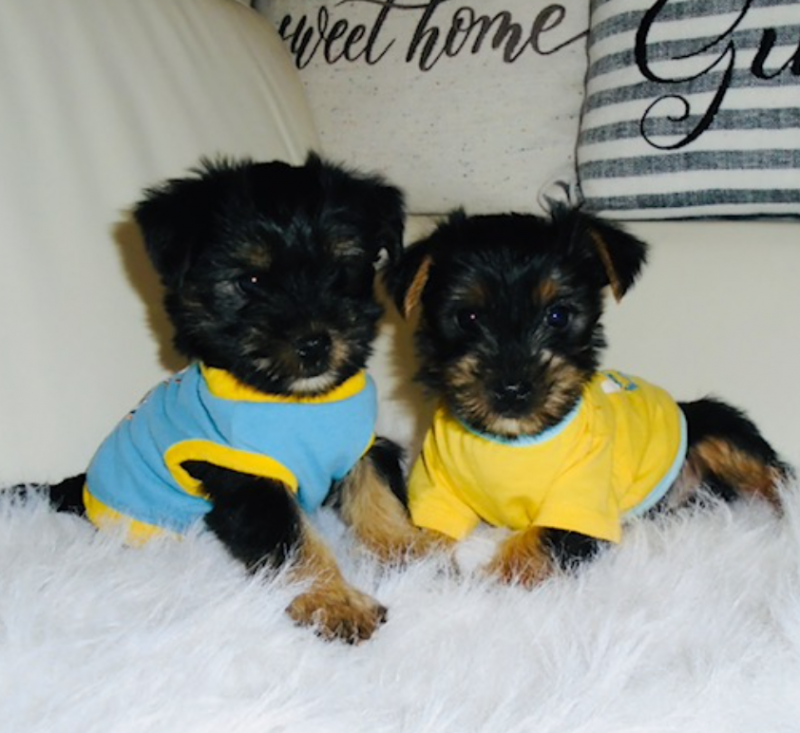 Male and female Morkie puppies Image eClassifieds4u