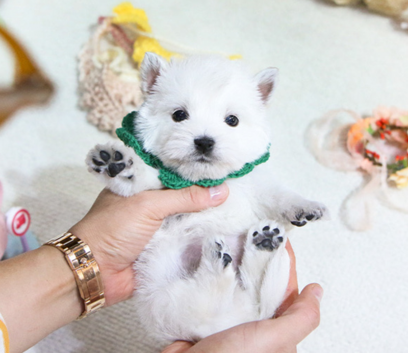 Pure Bred West Highland terrier puppies available Image eClassifieds4u