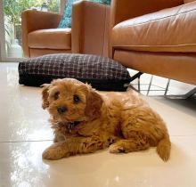Amazing male and female Cavapoo puppies for adoption