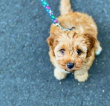 Best Quality male and female Cavapoo puppies for adoption [williamsdrake514@gmail.com]