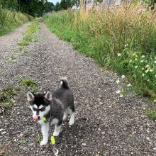 Blue-Eyed Pomsky Puppies Ready For Adoption