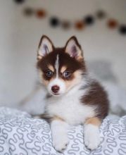 Cute Lovely pomsky Puppies male and female for adoption