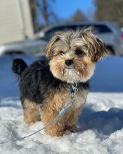 Fantastic Male Female Morkie Puppies Now Ready For Adoption