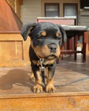 Fantastic Male Female Rottweiler Puppies Now Ready For Adoption