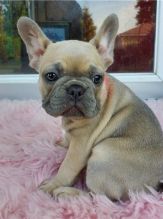 Gorgeous Full Pedigree French Bulldog Pups for Adoption