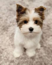 Gorgeous Full Pedigree Yorkshire Terrier Pups for Adoption