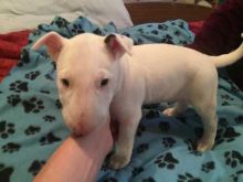 Happy English Bull Terrier Puppies For Adoption