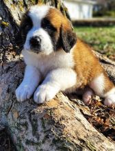 Remarkable Saint Bernard Puppies Available