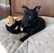 T-Cup male and female Pitbull puppies ready for adoption