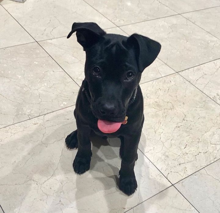 Cute lovely and adorable male and female Pitbull puppies ready for adoption Image eClassifieds4u