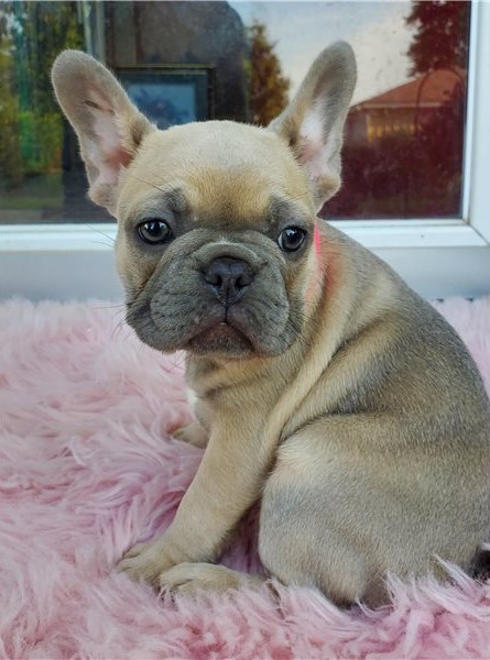 Gorgeous Full Pedigree French Bulldog Pups for Adoption Image eClassifieds4u