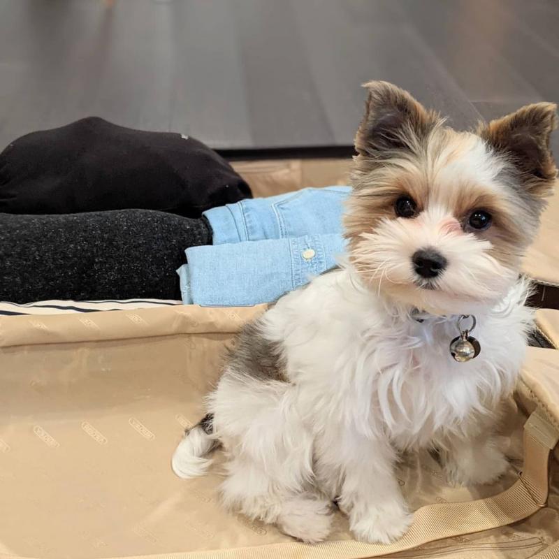 Gorgeous Full Pedigree Yorkshire Terrier Pups for Adoption Image eClassifieds4u
