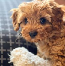 Best Quality male and female Cavapoo puppies for adoption [williamsdrake514@gmail.com] Image eClassifieds4u 4