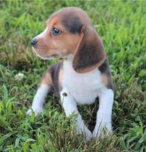 C.K.C MALE AND FEMALE BEAGLE PUPPIES AVAILABLE Image eClassifieds4U