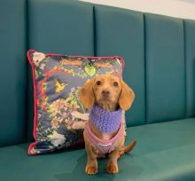 Cute Lovely dachshund Puppies male and female for adoption Image eClassifieds4U