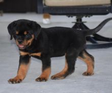 Cute Lovely Rottweiler Puppies male and female for adoption Image eClassifieds4U