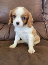 Registered Cavalier King Charles Pups Available Image eClassifieds4u 1