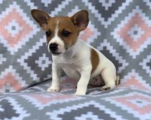 Remarkable Jack Russell Terrier Puppies Available Image eClassifieds4U