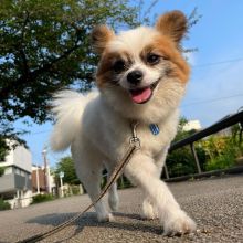 Remarkable Papillon Puppies Available Image eClassifieds4U