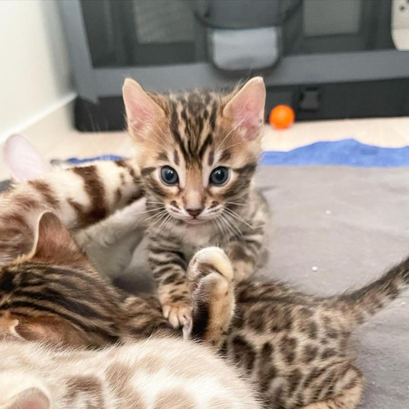 🟥🍁🟥 AFFECTIONATE 😻 BENGAL KITTENS FOR SALE 650$🟥🍁🟥 Image eClassifieds4u