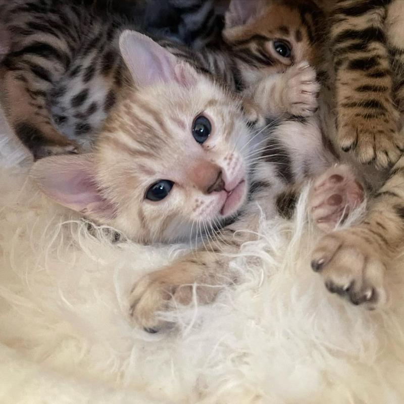 🟥🍁🟥 AFFECTIONATE 😻 BENGAL KITTENS FOR SALE 650$🟥🍁🟥 Image eClassifieds4u