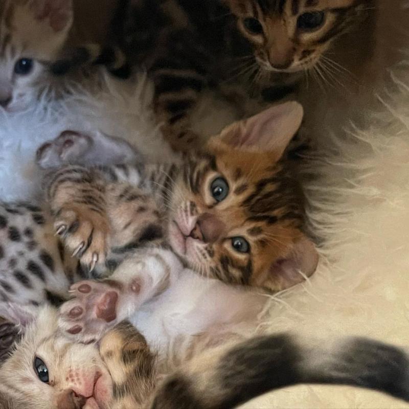 🟥🍁🟥 AFFECTIONATE 😻 BENGAL KITTENS FOR SALE 650$🟥🍁🟥 Image eClassifieds4u