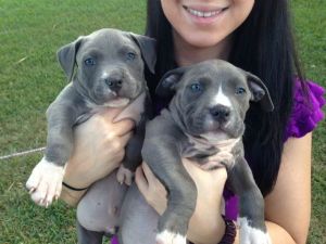 🐶🐶 BLUE NOSE AMERICAN PITBULL TERRIER PUPPIES £650 🐶🐶 Image eClassifieds4u