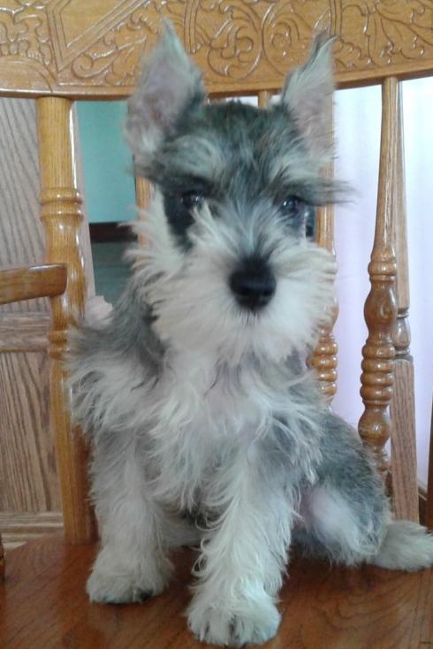 🐶🐶 C.K.C MALE 🐶 FEMALE 🐶 MINIATURE SCHNAUZER PUPPIES £650 🐶🐶 Image eClassifieds4u