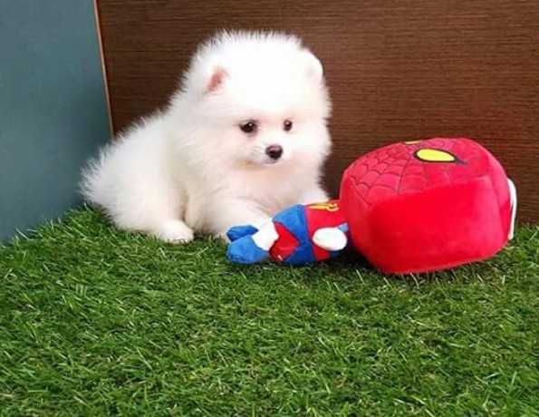 🐶🐶 C.K.C MALE 🐶 FEMALE 🐶 POMERANIAN PUPPIES £650 🐶🐶 Image eClassifieds4u