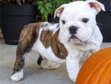 Adorable lovely Male and Female English Bulldog Puppies for adoption