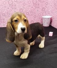 Affectionate Basset Hound Puppies For Adoption