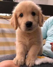 Affectionate Golden Retriever Puppies For Adoption