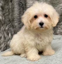 Charistmatic CKC Reg Maltipoo Puppies For Adoption