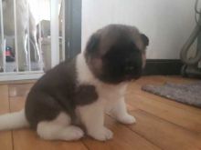 Gorgeous Akita Puppies For Adoption