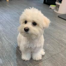 Pure White Maltese Ready For New Home